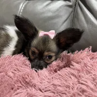 Miley's Girl, a female Papillon for sale in Belton, MO – 2 of 2