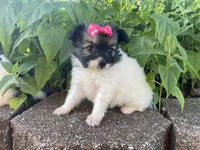 Skyla's Girl 2, a female Papillon for sale in Belton, MO – 4 of 4