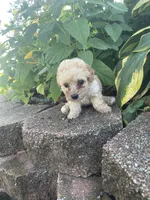 Mitten's TINY Tan Boy, a male Poodle - Toy  for sale in Belton, MO – 3 of 3
