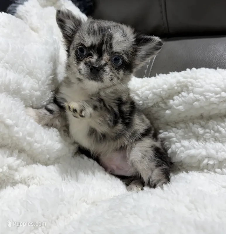 Yoda's Tiny Boy – Chihuahua puppy for sale in Belton, MO
