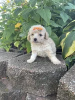 Patches Girl #2, a female Poodle - Toy  for sale in Belton, MO – 1 of 5