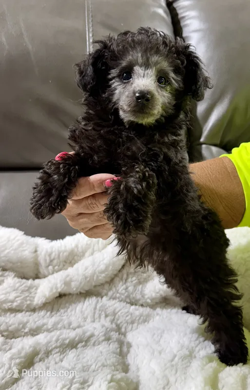 Sterling's SILVER Boy – Poodle - Toy  puppy for sale in Belton, MO