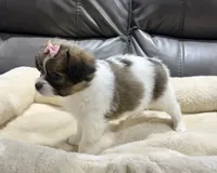 Pumpkin's Girl 1, a female Papillon for sale in Belton, MO – 2 of 2