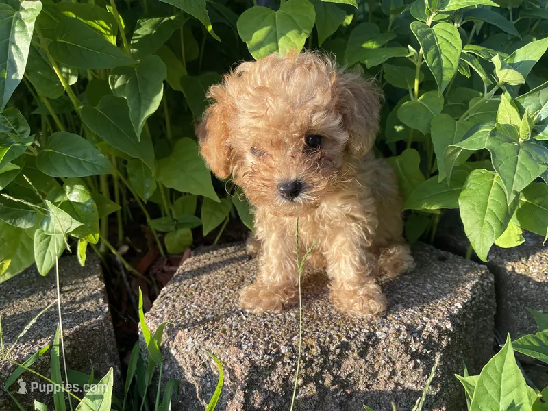 Buttons Boy – Poodle - Toy  puppy on hold in Belton, MO