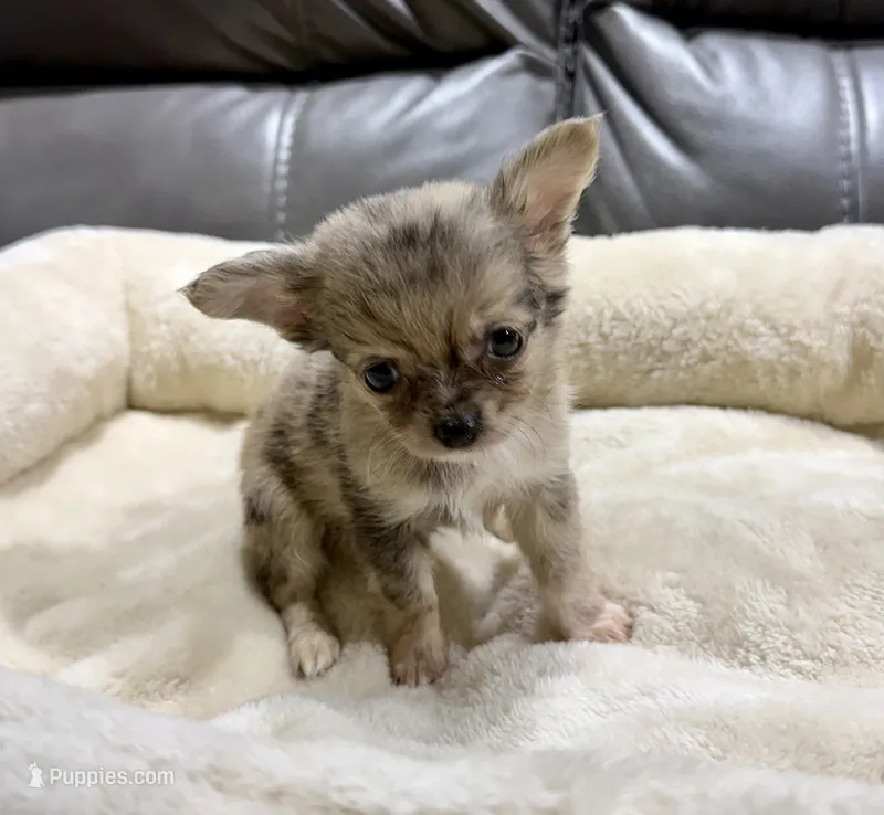 Neptune's Merle Boy – Chihuahua puppy for sale in Belton, MO