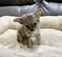 Neptune's Merle Boy, a male Chihuahua for sale in Belton, MO – 1 of 2
