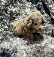 Chai's Boy, a male Poodle - Toy  for sale in Belton, MO – 3 of 3