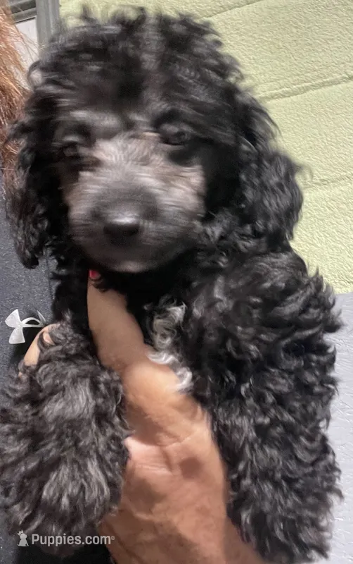 Patches SILVER Girl #1 – Poodle - Toy  puppy for sale in Belton, MO