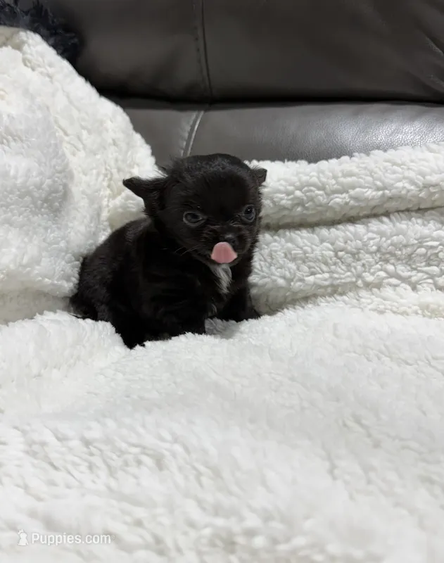 Yoda's TINY Girl – Chihuahua puppy for sale in Belton, MO