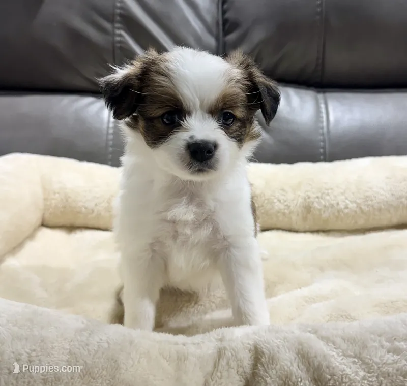 Pumpkin's Boy 1 – Papillon puppy for sale in Belton, MO