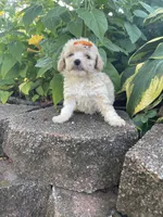 Patches Girl #2, a female Poodle - Toy  for sale in Belton, MO – 4 of 5