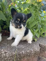 Skyla's Boy 1, a male Papillon for sale in Belton, MO – 2 of 3