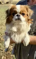 Suki, a male Japanese Chin for sale in Belton, MO – 2 of 3