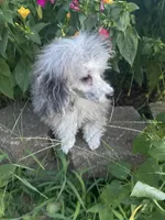 Chai's Beauty Boy, a male Poodle - Toy  for sale in Belton, MO – 2 of 10