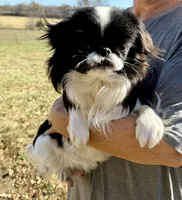 Missy, a female Japanese Chin for sale in Belton, MO – Photo 2 of 2