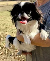 Missy, a female Japanese Chin for sale in Belton, MO – Photo 1 of 2