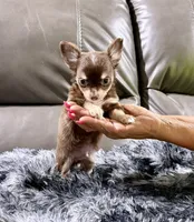Winter's Boy 2, a male Chihuahua for sale in Belton, MO – 3 of 3