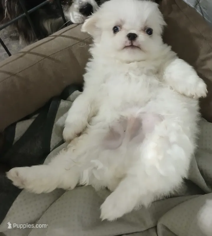 Minnies Boy – Japanese Chin, Pomeranian puppy for sale in Belton, MO