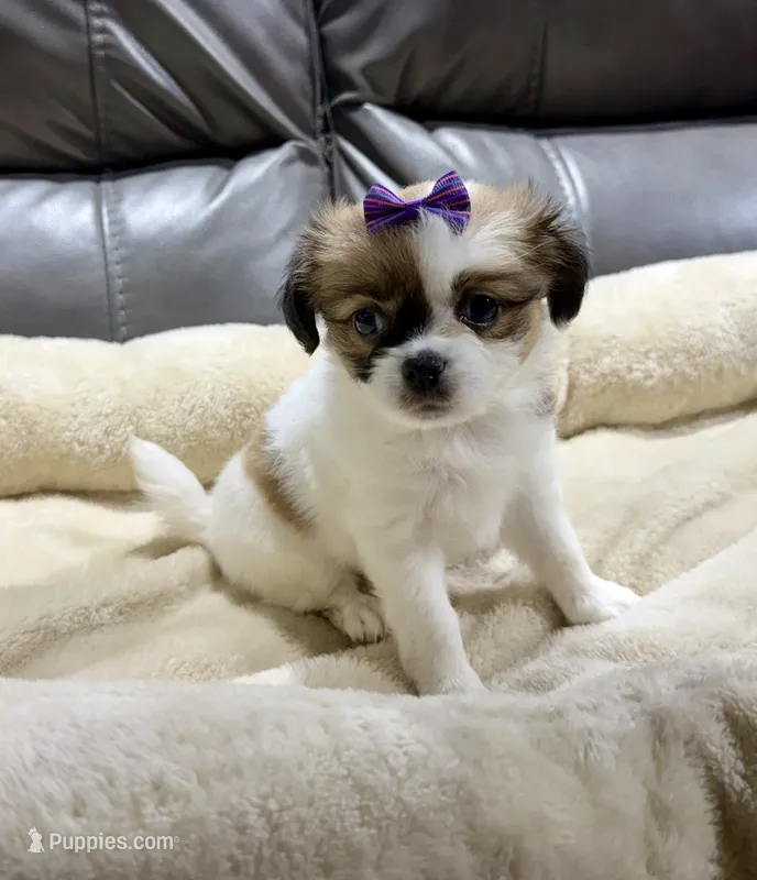 Pumpkin's Girl 3 – Papillon puppy for sale in Belton, MO