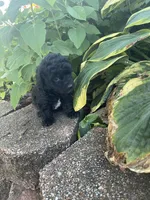 Patches Boy, a male Poodle - Toy  for sale in Belton, MO – 3 of 4