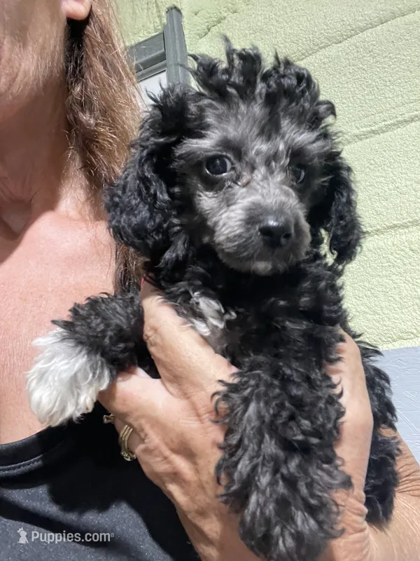 Patches Silver Girl #3 – Poodle - Toy  puppy for sale in Belton, MO