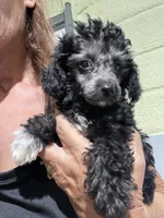 Patches Silver Girl #3, a female Poodle - Toy  for sale in Belton, MO – 1 of 6