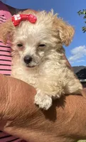 Buttons Girl, a female Poodle - Toy  for sale in Belton, MO – 4 of 5