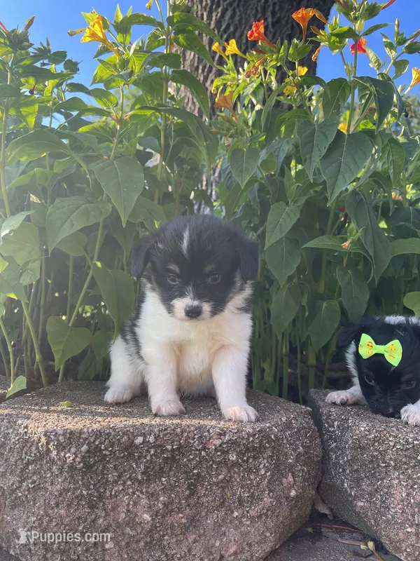 Skyla's Boy 2 – Papillon puppy for sale in Belton, MO