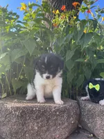 Skyla's Boy 2, a male Papillon for sale in Belton, MO – 1 of 3