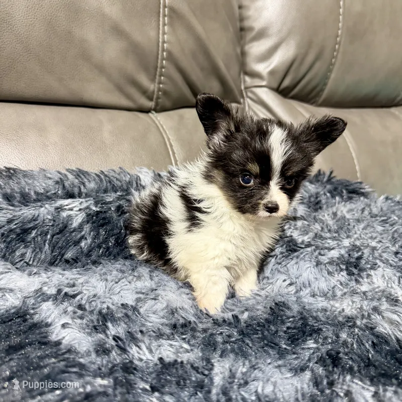 Cleo's boy  – Papillon puppy for sale in Belton, MO