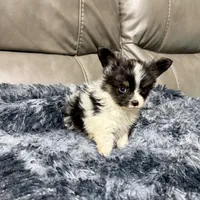 Cleo's boy , a male Papillon for sale in Belton, MO – 1 of 2