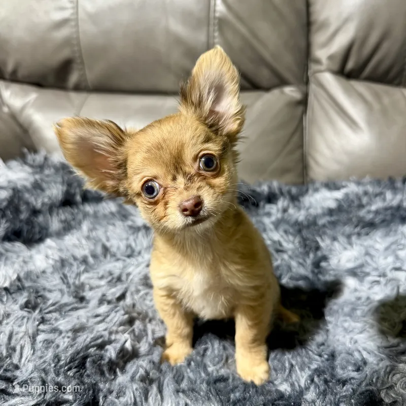 Precious Boy 2 – Chihuahua puppy for sale in Belton, MO