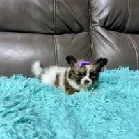 Cleo's Girl 1, a female Papillon for sale in Belton, MO – 2 of 2