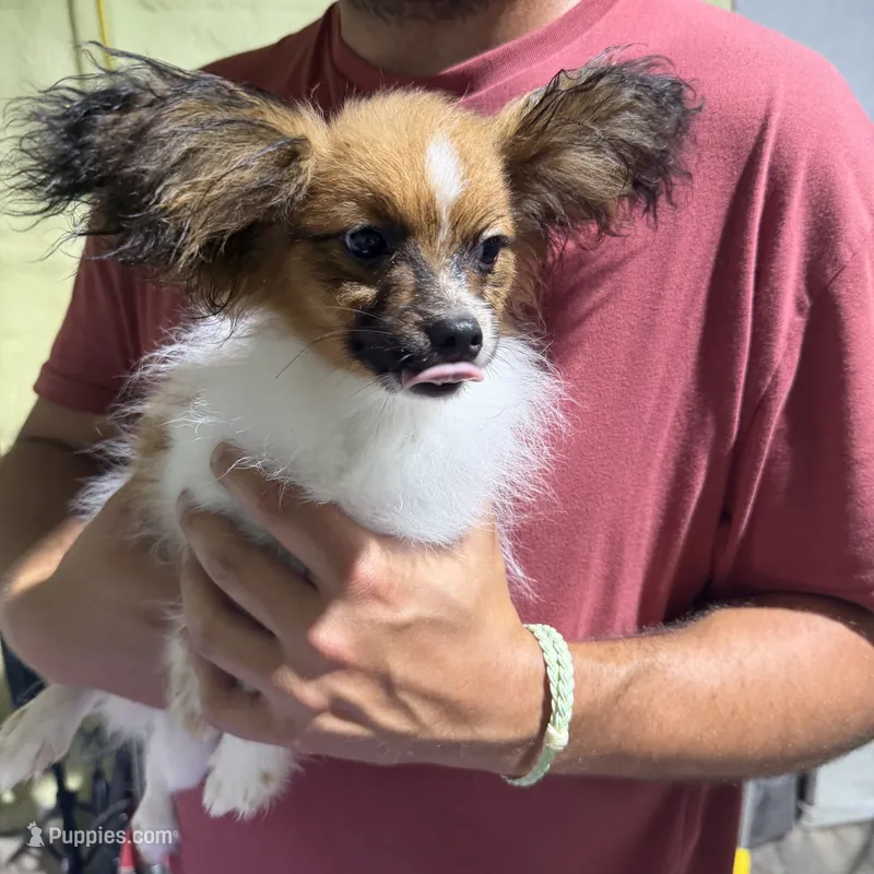 Cleo's boy – Papillon puppy for sale in Belton, MO