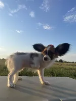 Skyla's AKC Girl 1, a female Papillon for sale in Belton, MO – 4 of 9