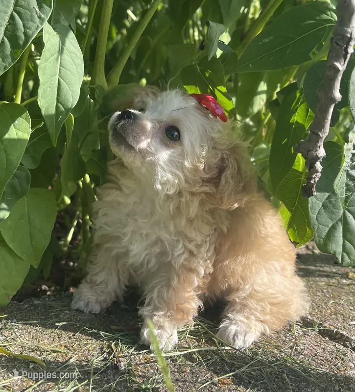 Buttons Girl – Poodle - Toy  puppy for sale in Belton, MO