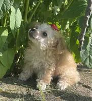 Buttons Girl, a female Poodle - Toy  for sale in Belton, MO – 1 of 5