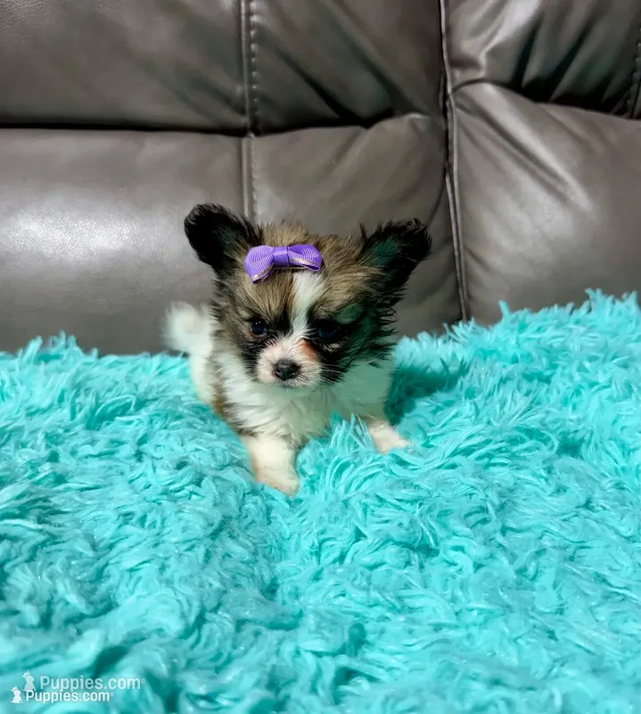Cleo's Girl 1, a female Papillon for sale in Belton, MO – 1 of 2