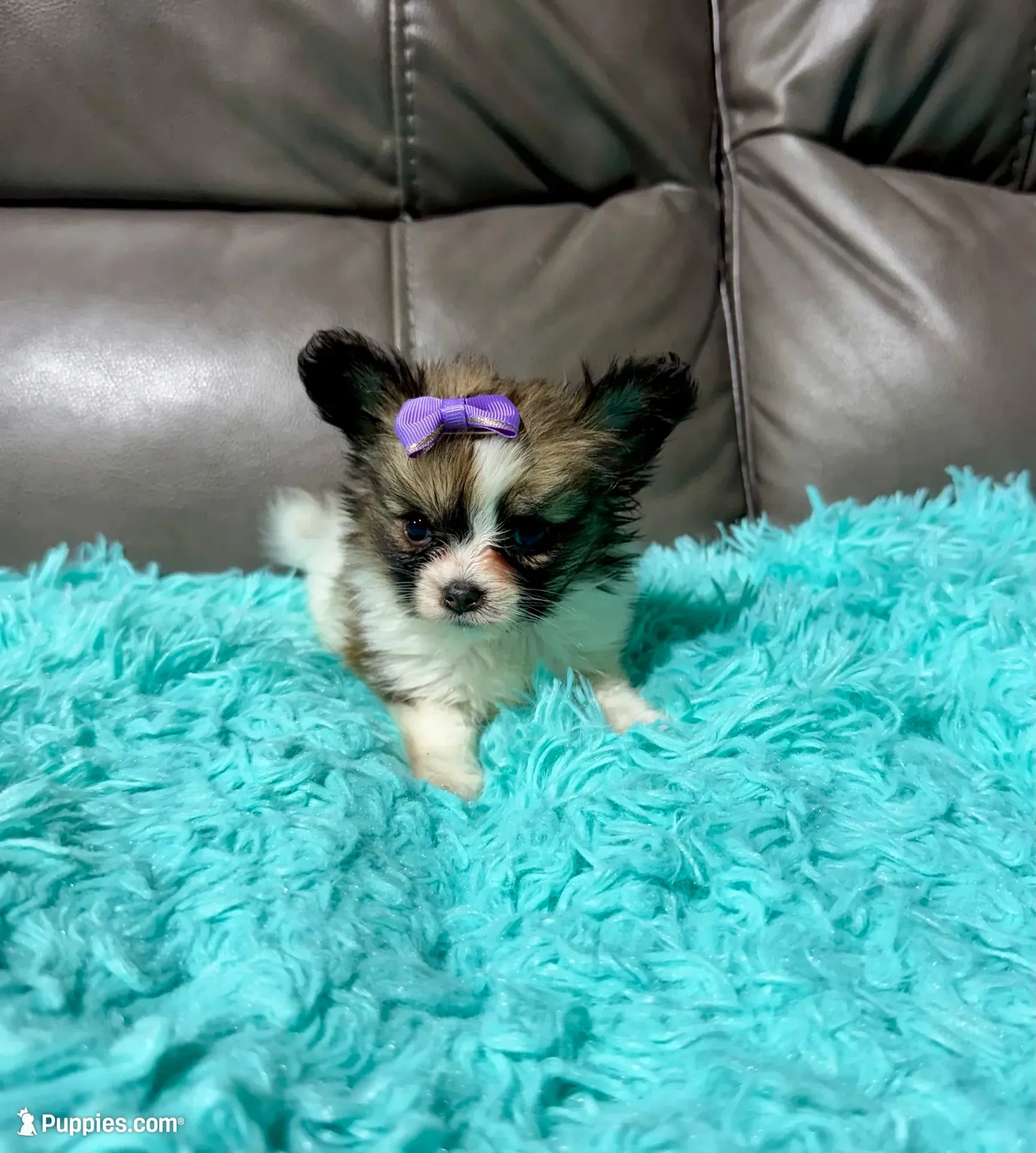 Cleo's Girl 1, a female Papillon for sale in Belton, MO – 1 of 2