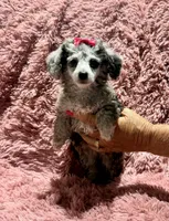 Chai's Girl, a female Poodle - Toy  for sale in Belton, MO – 2 of 2