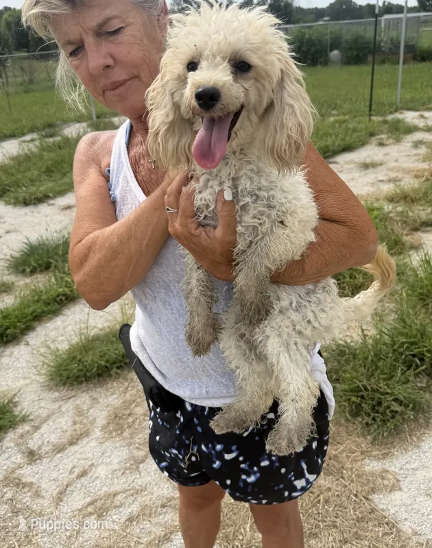 River – Poodle - Toy  puppy for sale in Belton, MO