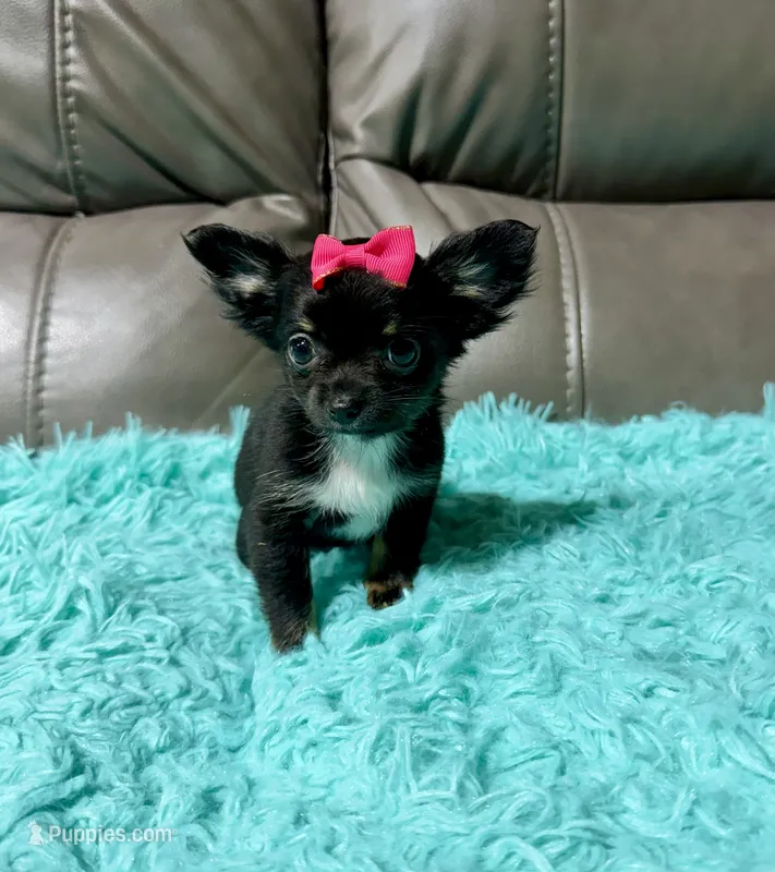 Precious Girl 1, a female Chihuahua for sale in Belton, MO – 1 of 2