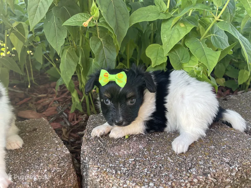 Skyla's Girl 3 – Papillon puppy for sale in Belton, MO