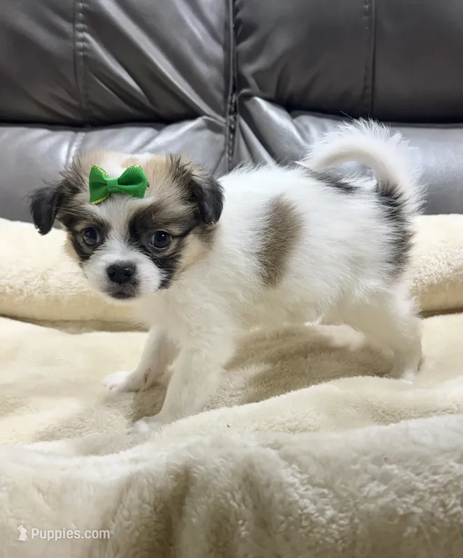 Pumpkin's Girl 2 – Papillon puppy for sale in Belton, MO