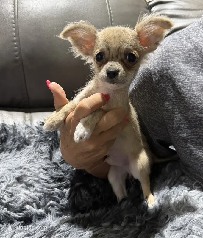 Neptune's Merle Boy – Chihuahua puppy on hold in Belton, MO