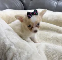 Neptune's White & Cream Girl, a female Chihuahua for sale in Belton, MO – 1 of 2