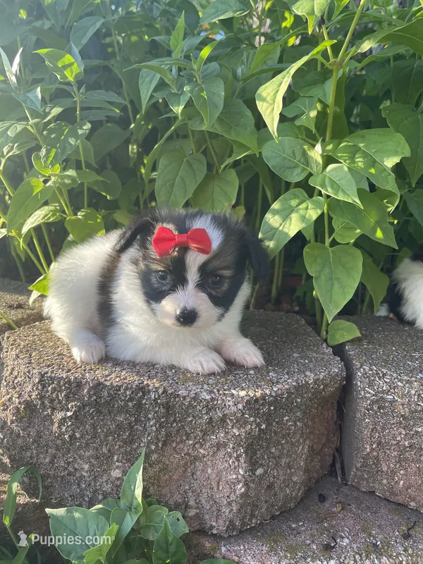 Skyla's Girl 1 – Papillon puppy for sale in Belton, MO