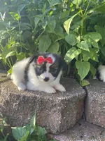 Skyla's Girl 1, a female Papillon for sale in Belton, MO – 3 of 4