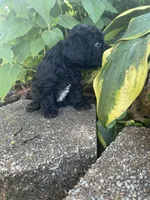 Patches Boy, a male Poodle - Toy  for sale in Belton, MO – 4 of 4