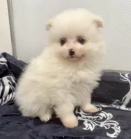 Bella's boy, a male Pomeranian for sale in Belton, MO – Photo 1 of 2